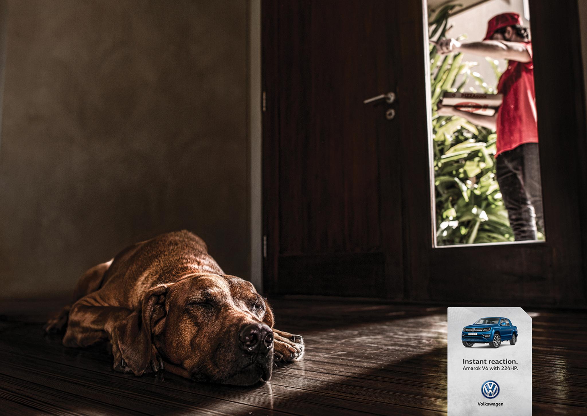 REACTIONS / DOG / VOLKSWAGEN AMAROK